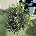 Oliwka europejska (Olea europaea) 100cm