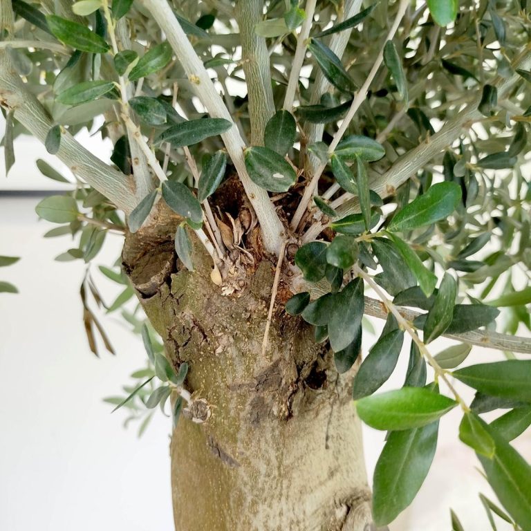 Oliwka europejska (Olea europaea) 200cm