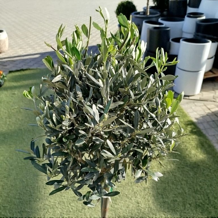 Oliwka europejska (Olea europaea) 100cm
