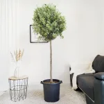 Oliwka europejska (Olea europaea) 200cm