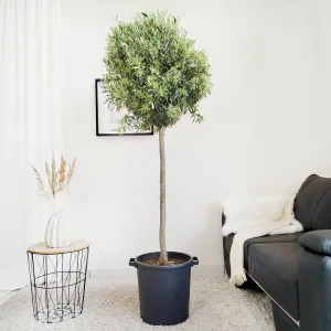 Oliwka europejska (Olea europaea) 200cm