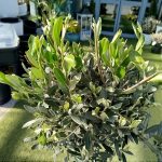Oliwka europejska (Olea europaea) 100cm