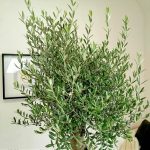 Oliwka europejska (Olea europaea) 200cm