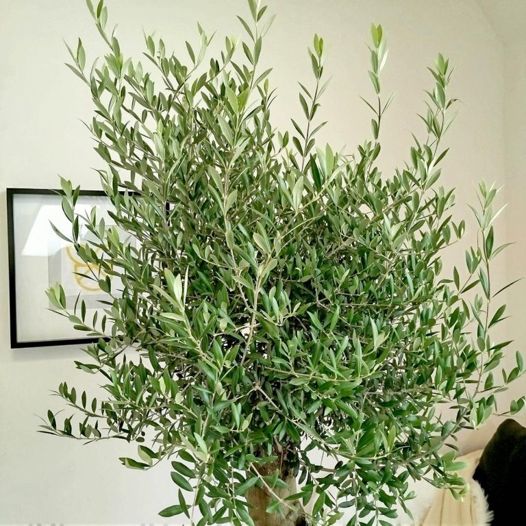 Oliwka europejska (Olea europaea) 200cm