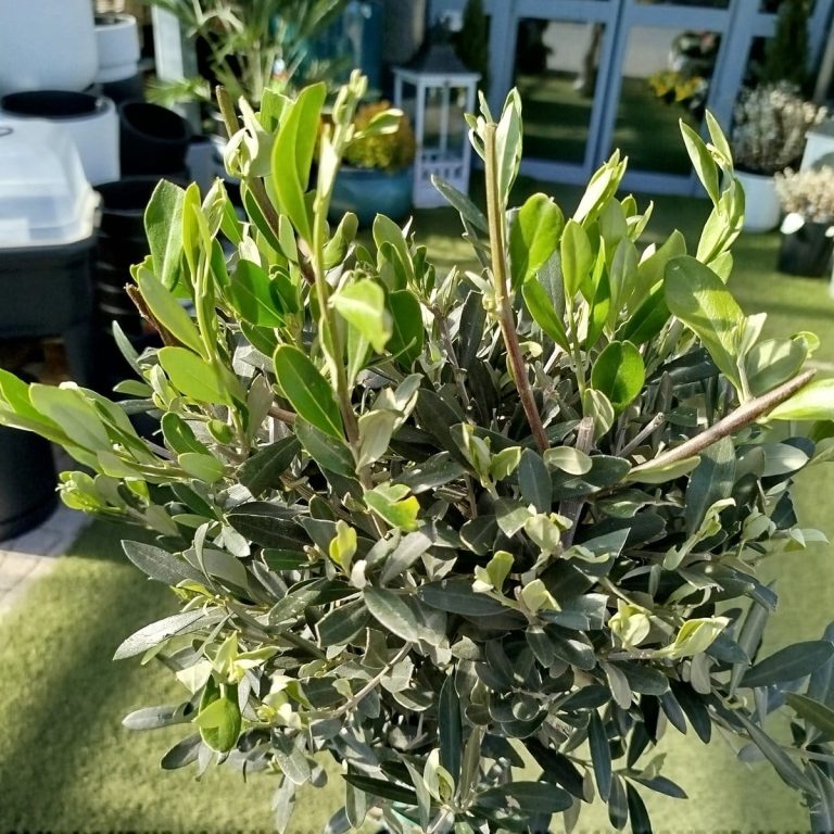 Oliwka europejska (Olea europaea) 100cm