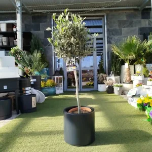 Oliwka europejska (Olea europaea) 100cm