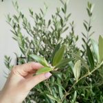 Oliwka europejska (Olea europaea) 200cm