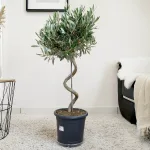 Oliwka europejska (Olea europaea) 95cm