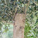 Oliwka europejska (Olea europaea) 200cm