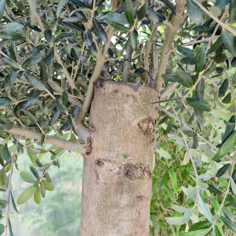 Oliwka europejska (Olea europaea) 200cm