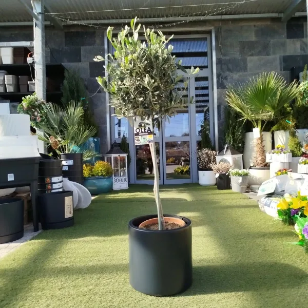 Oliwka europejska (Olea europaea) 110-120cm