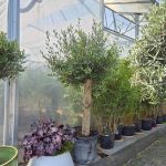 Oliwka europejska (Olea europaea) 200cm