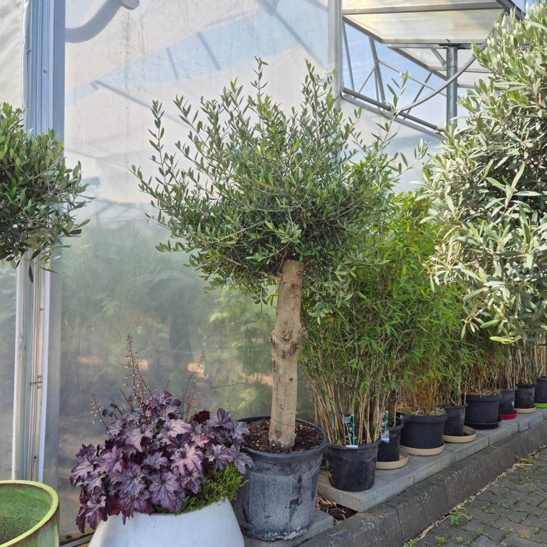 Oliwka europejska (Olea europaea) 200cm