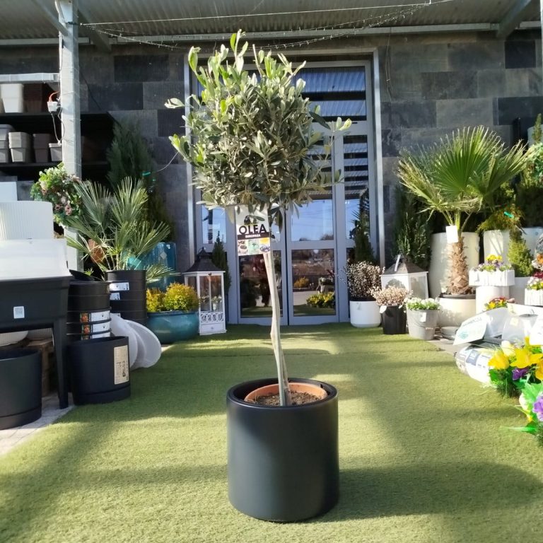 Oliwka europejska (Olea europaea) 100cm