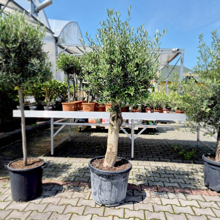 Oliwka europejska (Olea europaea) 200cm