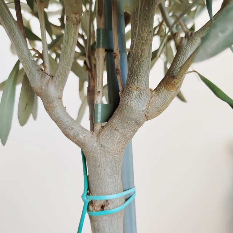 Oliwka europejska (Olea europaea) 100cm