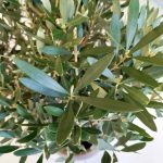 Oliwka europejska (Olea europaea) 100cm