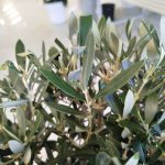Oliwka europejska (Olea europaea) 100cm