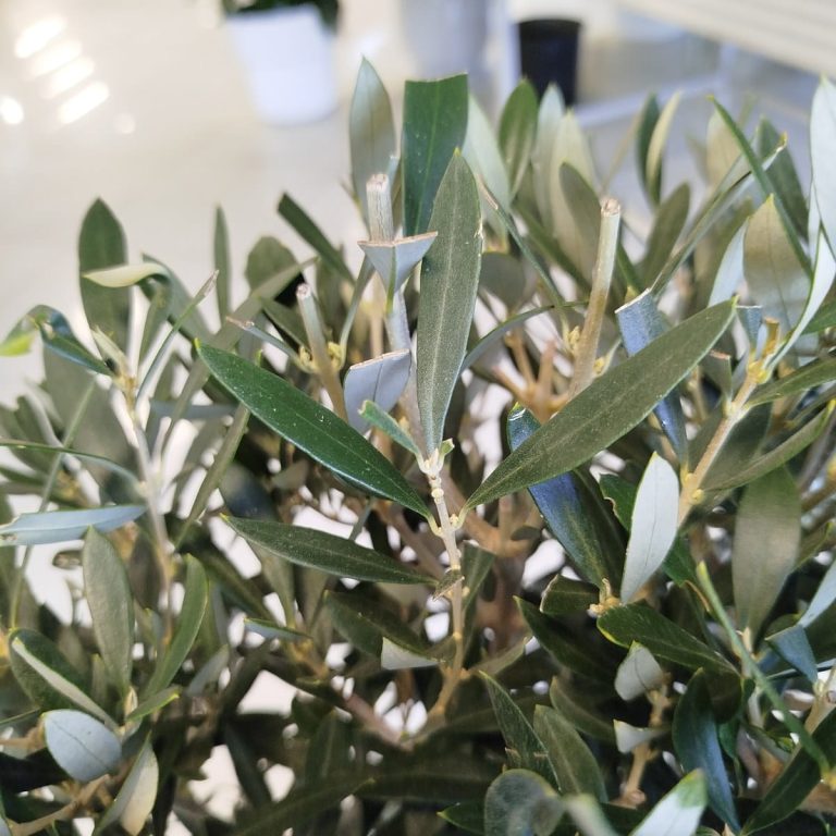 Oliwka europejska (Olea europaea) 100cm