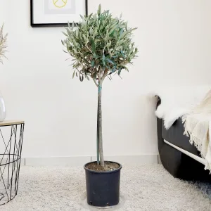 Oliwka europejska (Olea europaea) 100cm