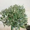 Oliwka europejska (Olea europaea) 110-120cm