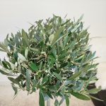 Oliwka europejska (Olea europaea) 100cm