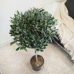 Oliwka europejska (Olea europaea) 100cm