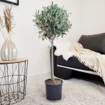 Oliwka europejska (Olea europaea) 100cm