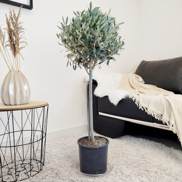 Oliwka europejska (Olea europaea) 100cm