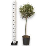Oliwka europejska (Olea europaea) 100cm