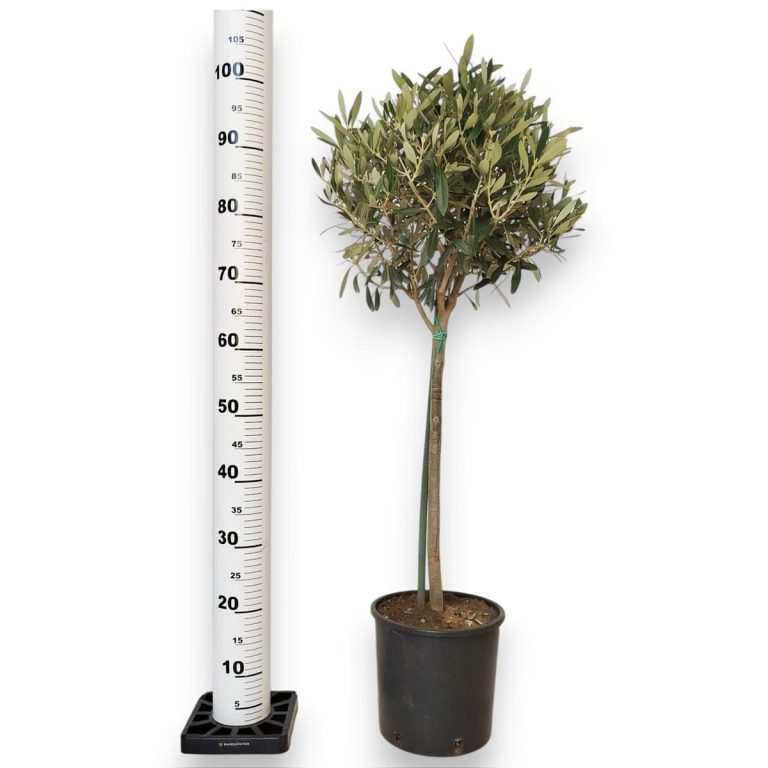 Oliwka europejska (Olea europaea) 100cm