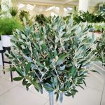 Oliwka europejska (Olea europaea) 100cm