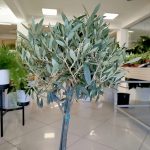 Oliwka europejska (Olea europaea) 100cm