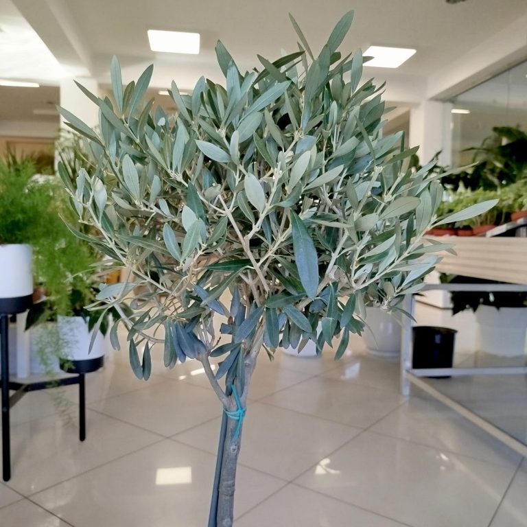 Oliwka europejska (Olea europaea) 100cm