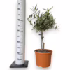 Oliwka europejska (Olea europaea) 50-55cm