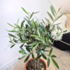Oliwka europejska (Olea europaea) 50-55cm