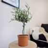 Oliwka europejska (Olea europaea) 50-55cm
