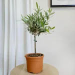 Oliwka europejska (Olea europaea) 50cm