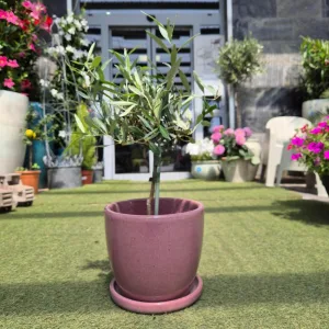 Oliwka europejska (Olea europaea) 50cm