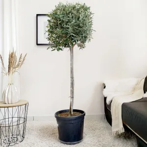 Oliwka europejska (Olea europaea) 150cm