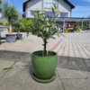 Oliwka europejska (Olea europaea) 50-55cm