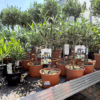 Oliwka europejska (Olea europaea) 50-55cm