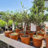 Oliwka europejska (Olea europaea) 50-55cm