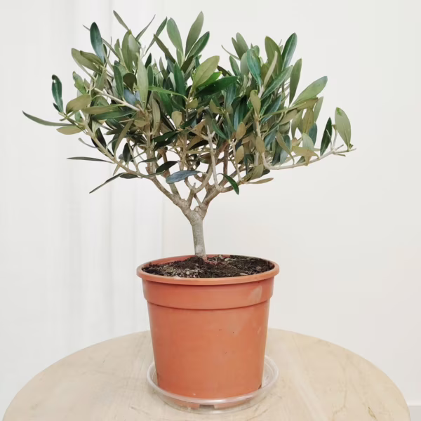 Oliwka europejska (Olea europaea) 30-40cm
