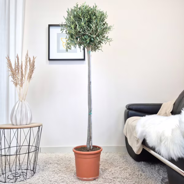 Oliwka europejska (Olea europaea) 155cm