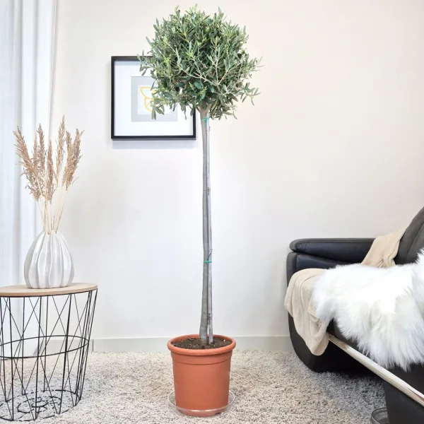 Oliwka europejska (Olea europaea) 155cm