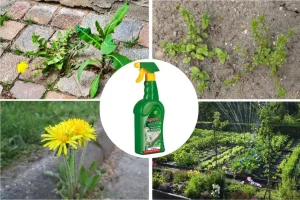 Oprysk na Chwasty Agrecol Zwalcza niechciane rośliny Avans RTU  500ml