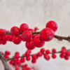 Ostrokrzew czerwony – Ilex żywa gałązka 100cm (Ilex Ve Rode Bes) 1szt.