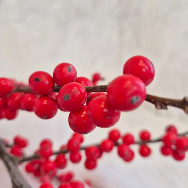 Ostrokrzew czerwony - Ilex żywa gałązka 100cm (Ilex Ve Rode Bes) 1szt.