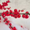 Ostrokrzew czerwony – Ilex żywa gałązka 100cm (Ilex Ve Rode Bes) 1szt.